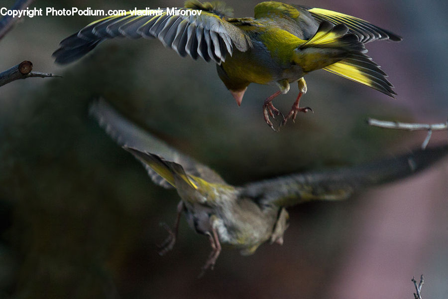 Bird, Duck, Mallard, Waterfowl, Bee Eater, Head, Portrait