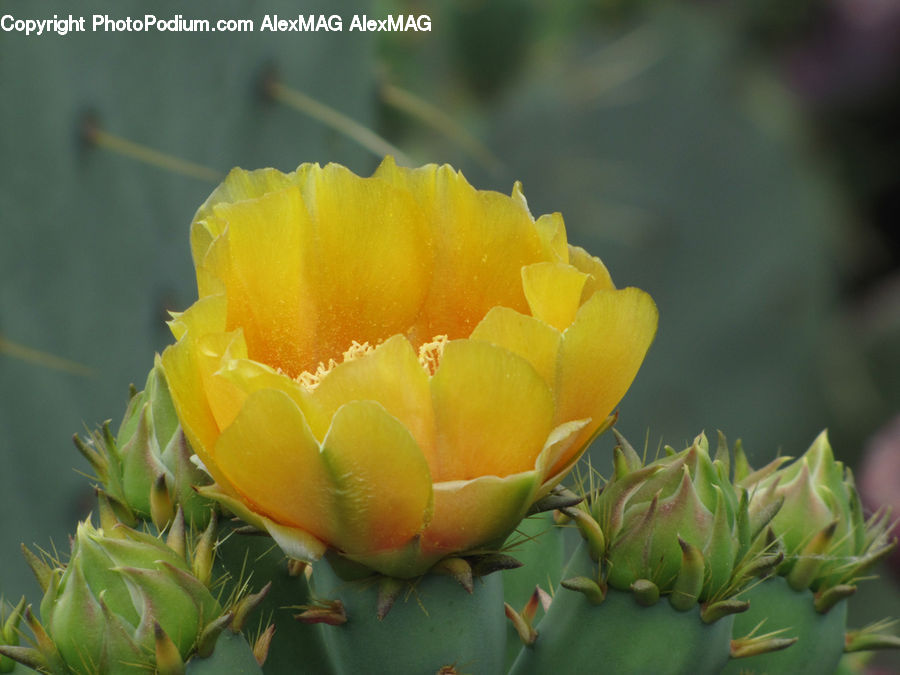 Cactus, Plant, Blossom, Flower, Peony, Conifer, Fir