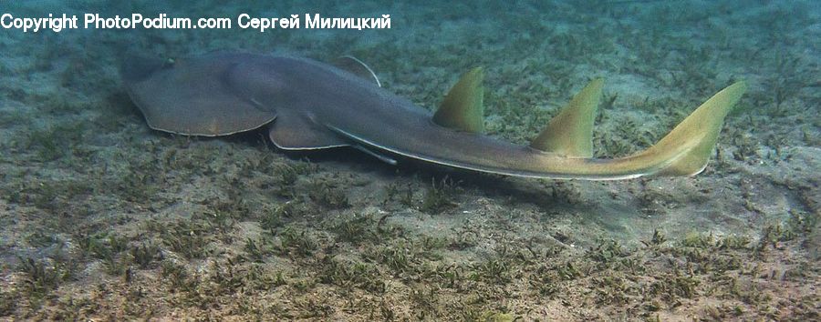 Fish, Manta Ray, Sea Life, Stingray Fish, Eel, Aquatic, Water