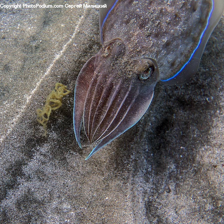 Fish, Flounder, Halibut, Sea Life