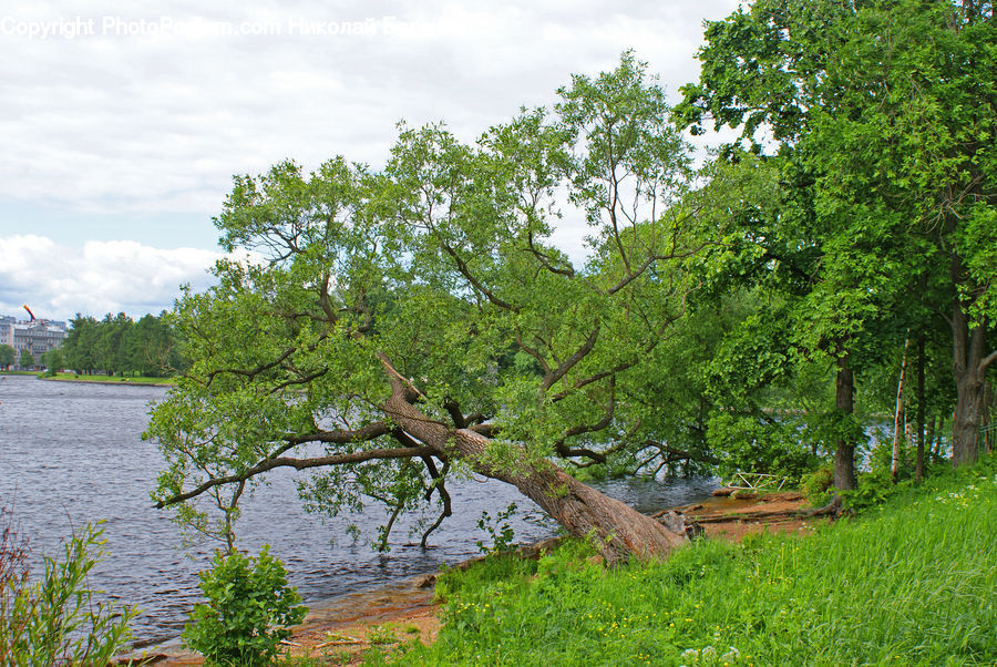 Oak, Sycamore, Tree, Tree Trunk, Wood, Conifer, Fir