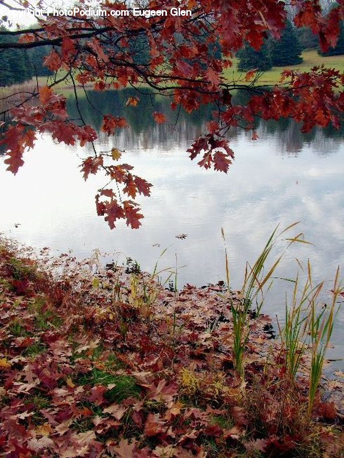 Plant, Potted Plant, Outdoors, Pond, Water, Art, Painting