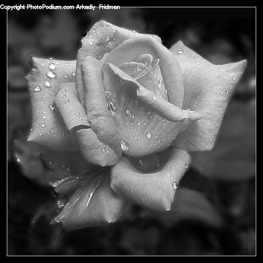 Blossom, Flower, Plant, Rose, Flora, Petal, Water