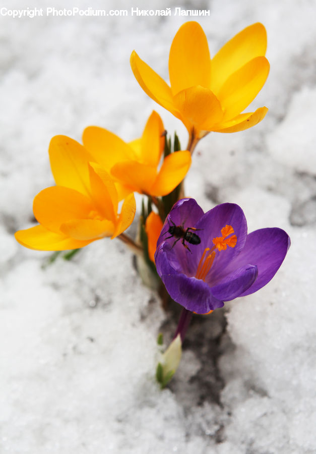 Blossom, Crocus, Flora, Flower, Plant