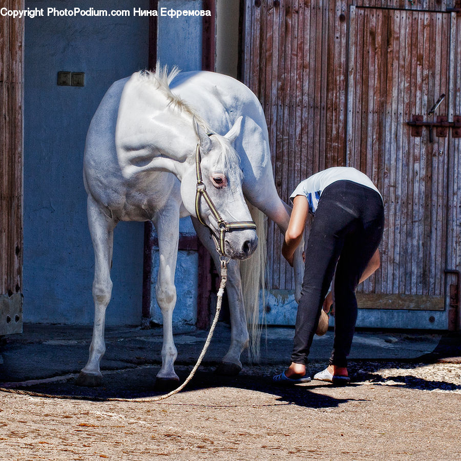 People, Person, Human, Animal, Equestrian, Horse, Art