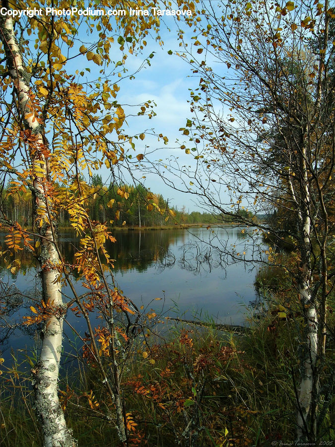 Birch, Tree, Wood, Blossom, Flora, Flower, Plant