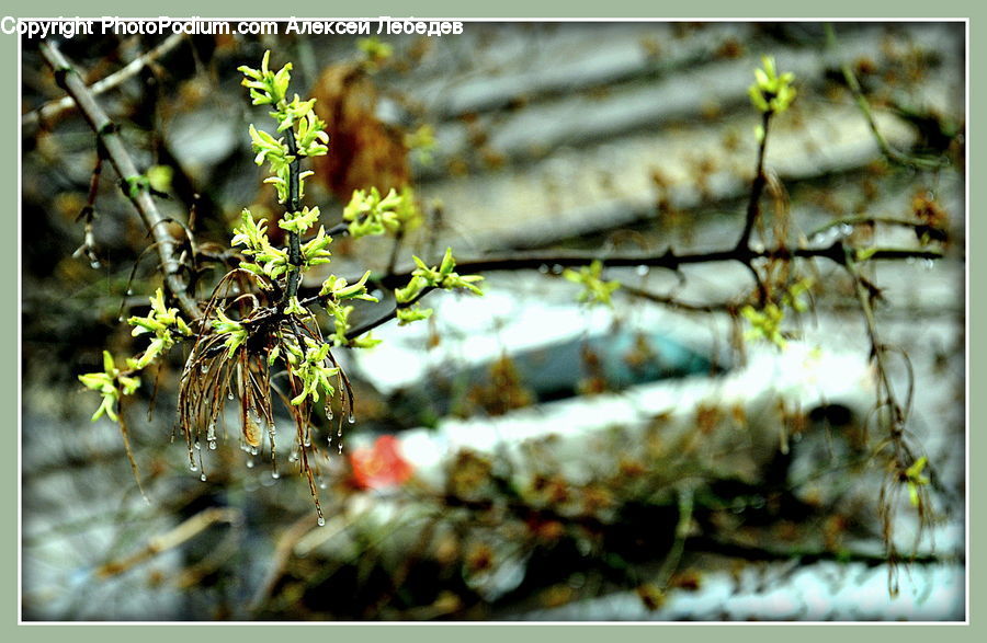 Conifer, Fir, Plant, Tree, Birch, Wood, Blossom