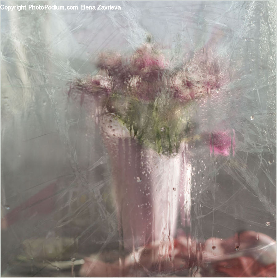 Shower, Blossom, Flora, Flower, Geranium, Plant