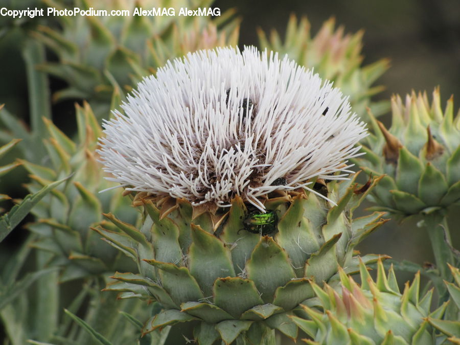 Artichoke, Plant, Aloe, Flora, Flower, Thistle, Weed