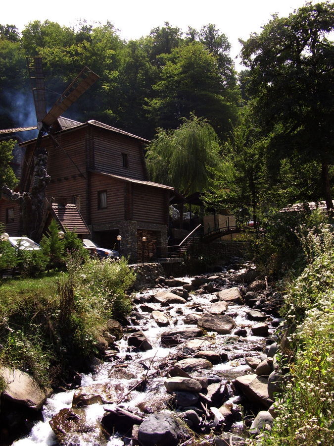 Plant, Potted Plant, Creek, Outdoors, River, Water, Rubble