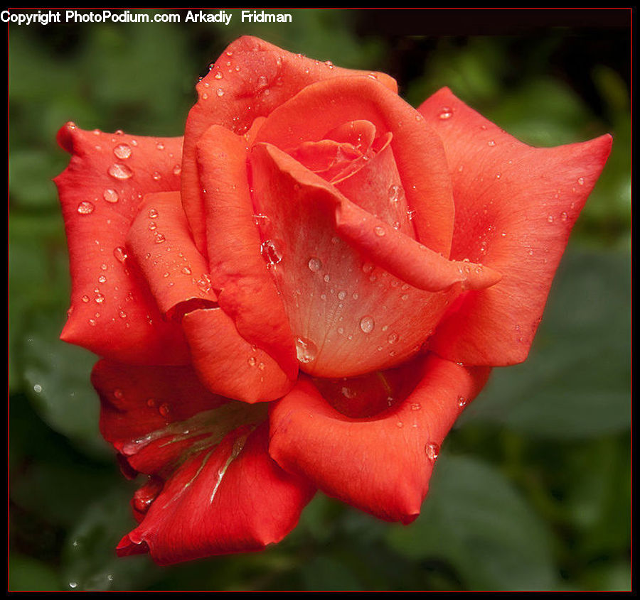 Blossom, Flower, Plant, Rose, Flora, Gladiolus, Geranium