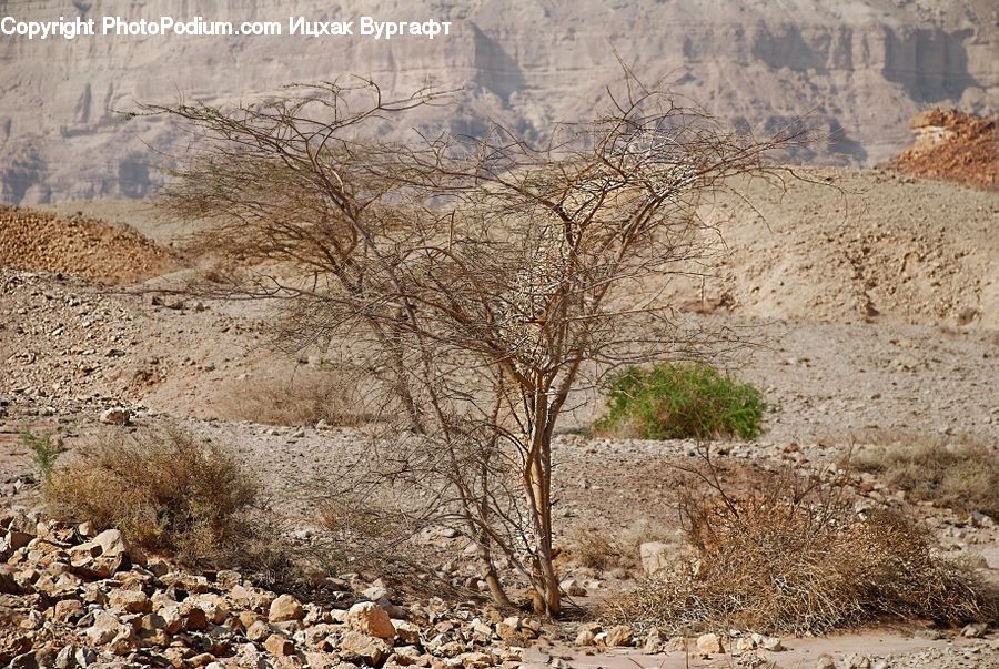 Landscape, Nature, Scenery, Bush, Plant, Vegetation, Soil
