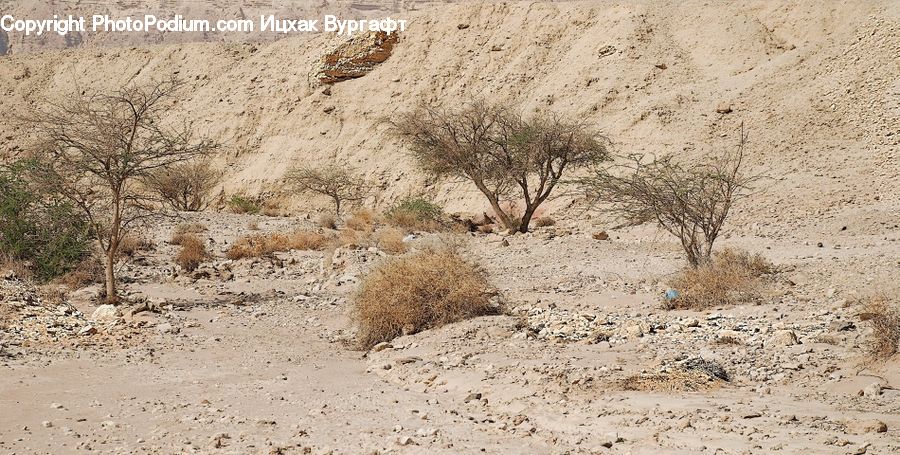 Desert, Outdoors, Ground, Soil, Sand, Plant, Vegetation