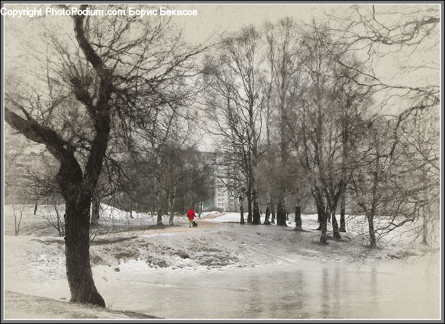 Ice, Outdoors, Snow, Plant, Tree, Countryside, Park