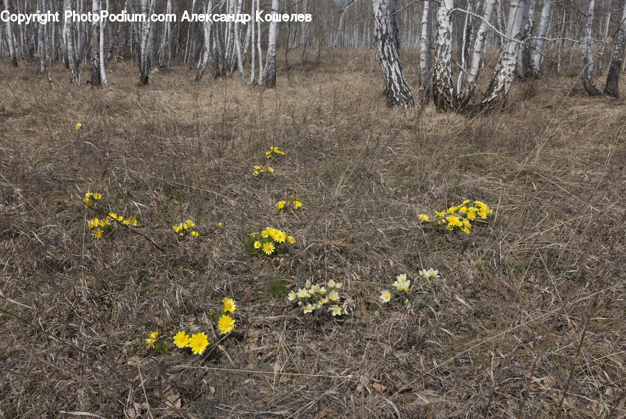 Blossom, Daffodil, Flora, Flower, Plant, Forest, Vegetation
