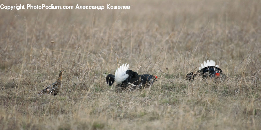 Bird, Stork, Crane Bird, Heron, Field, Grass, Grassland