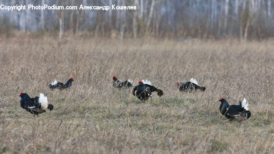 Bird, Flicker Bird, Woodpecker, Grouse, Wood, Poultry, Turkey Bird