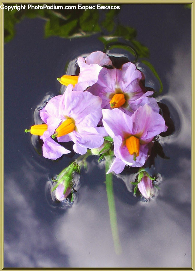 Blossom, Crocus, Flora, Flower, Plant, Flower Arrangement, Flower Bouquet