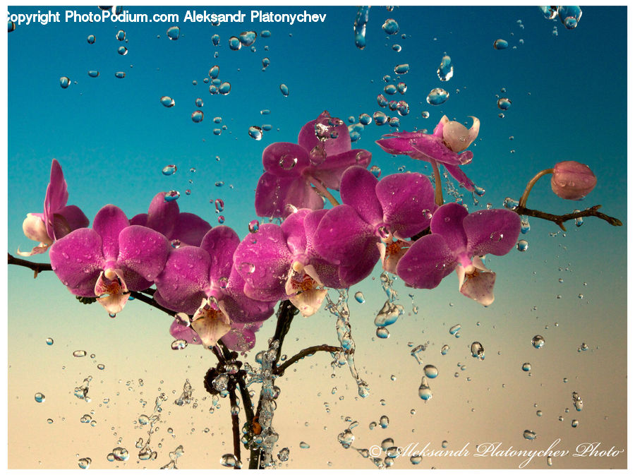 Blossom, Flora, Flower, Orchid, Plant, Foxglove, Cherry Blossom