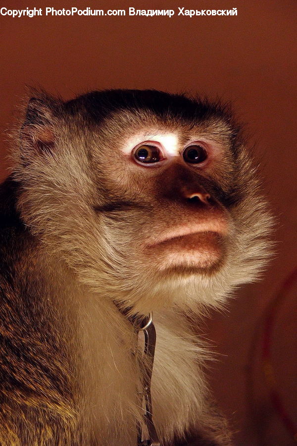 Animal, Mammal, Monkey