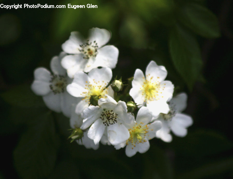 Blossom, Flora, Flower, Plant, Cherry Blossom, Jar, Porcelain