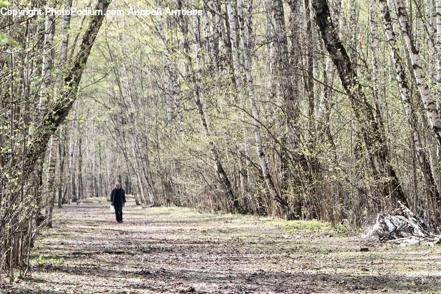 Path, Trail, Forest, Vegetation, Grove, Land, Plant