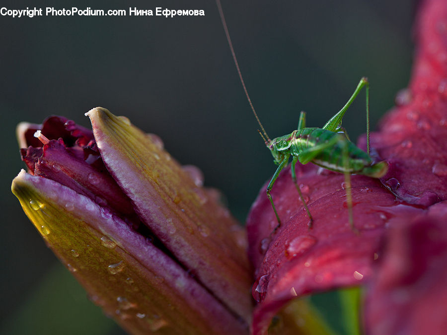 Cricket Insect, Grasshopper, Insect, Invertebrate
