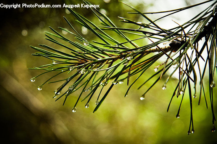Conifer, Fir, Plant, Tree, Pine, Spruce, Wood