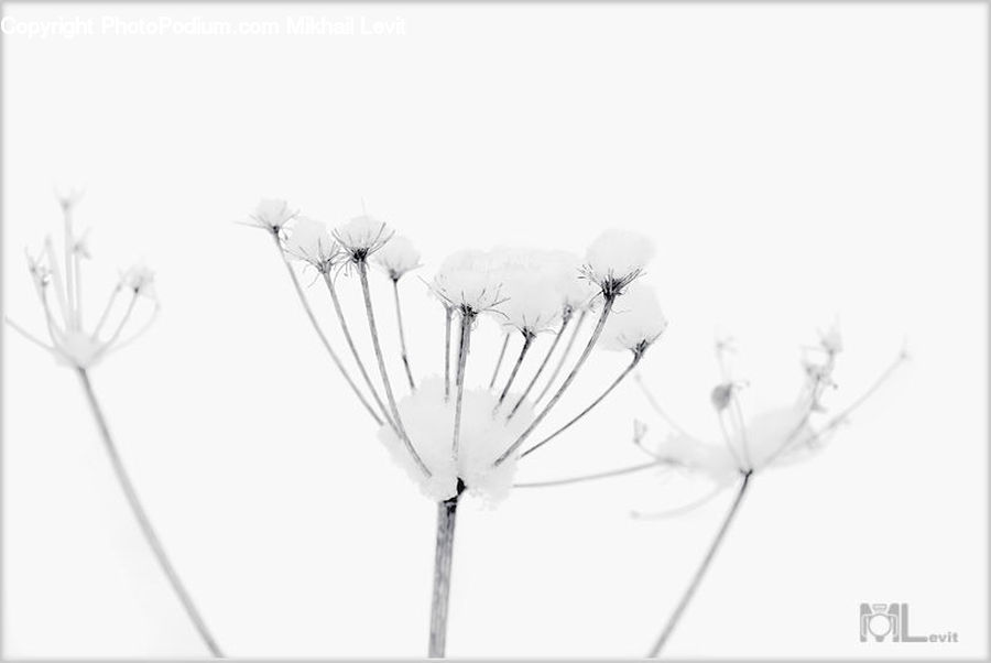 Diagram, Drawing, Sketch, Plant, Daisies, Daisy, Flower