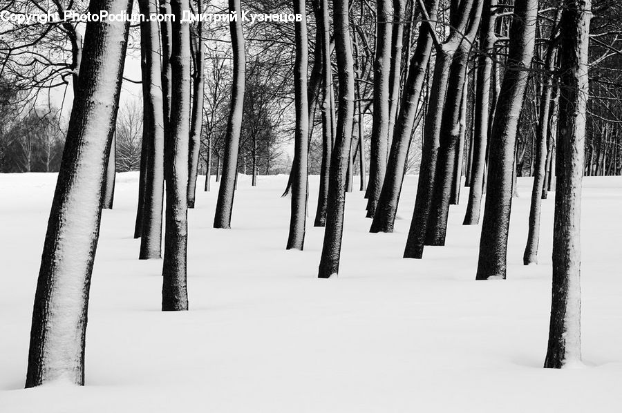 Birch, Tree, Wood, Forest, Vegetation, Ice, Outdoors
