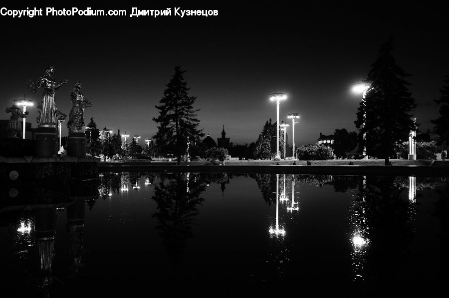 Night, Outdoors, Plant, Tree, Light, Conifer, Fir