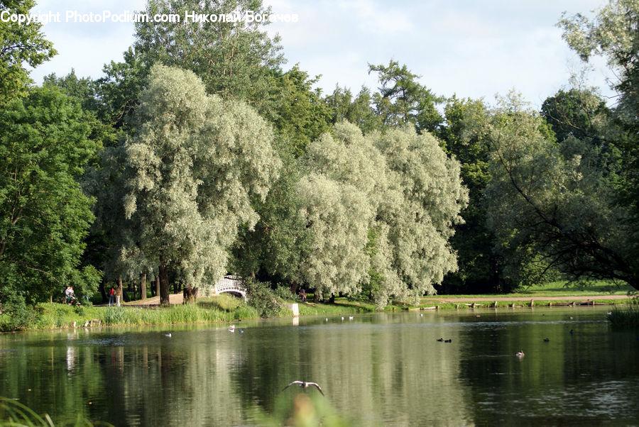 Outdoors, Pond, Water, Blossom, Flora, Flower, Plant