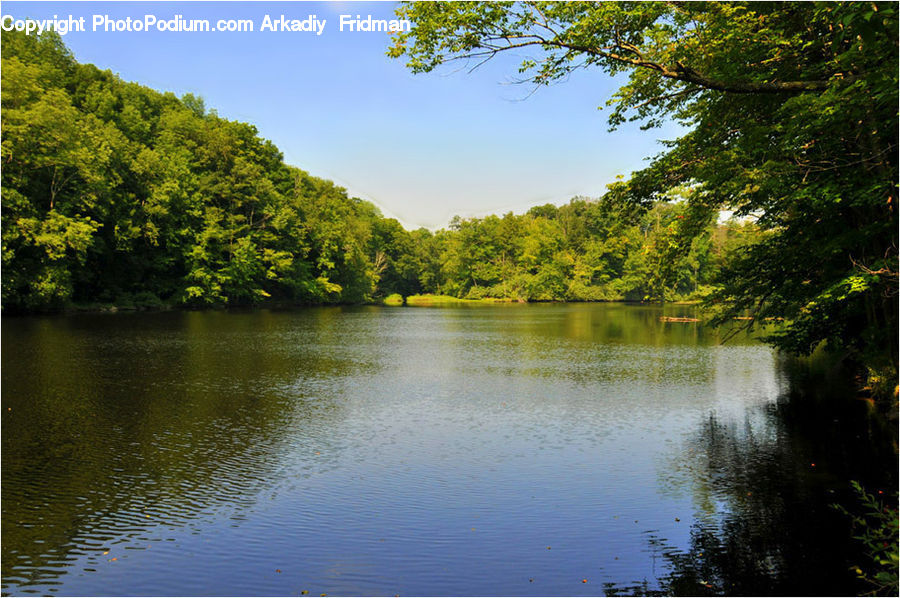 Lake, Outdoors, Water, Pond, Forest, Jungle, Rainforest