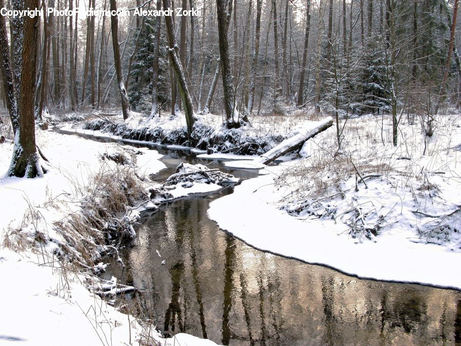 Ice, Outdoors, Snow, Forest, Vegetation, Birch, Tree