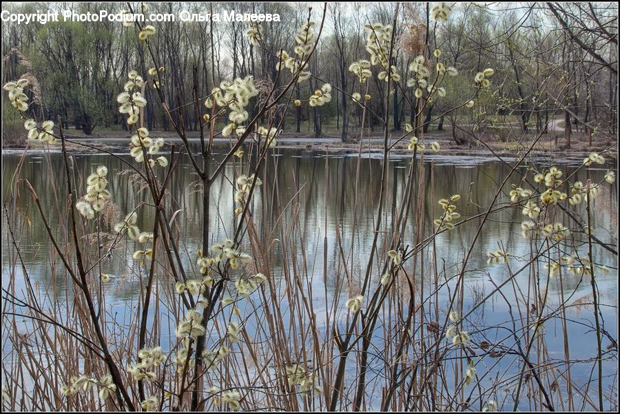 Outdoors, Pond, Water, Land, Marsh, Swamp, Field