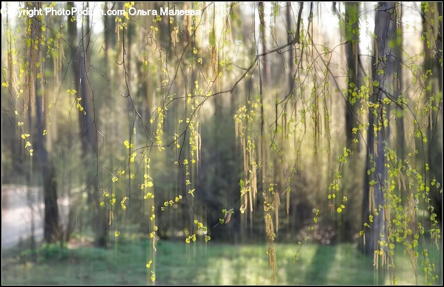 Forest, Vegetation, Field, Grass, Grassland, Plant, Bamboo