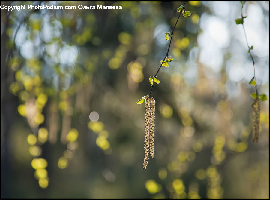 Birch, Tree, Wood, Blossom, Flora, Flower, Plant