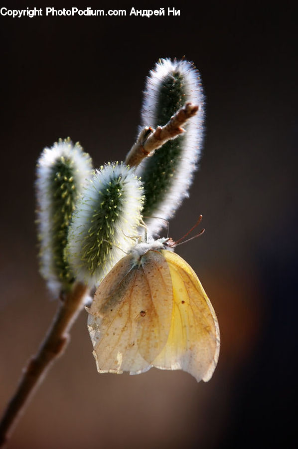 Blossom, Flora, Flower, Plant, Frost, Ice, Outdoors