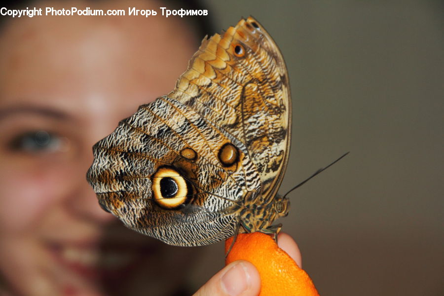 Butterfly, Insect, Invertebrate, Beak, Bird, Gecko, Lizard