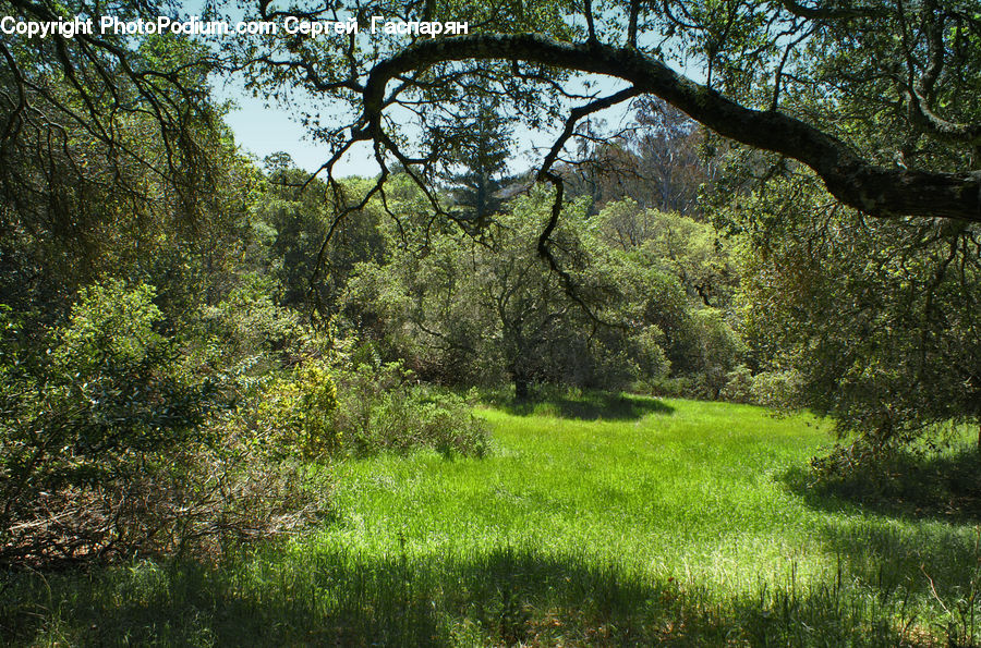 Field, Grass, Grassland, Land, Outdoors, Blossom, Flora