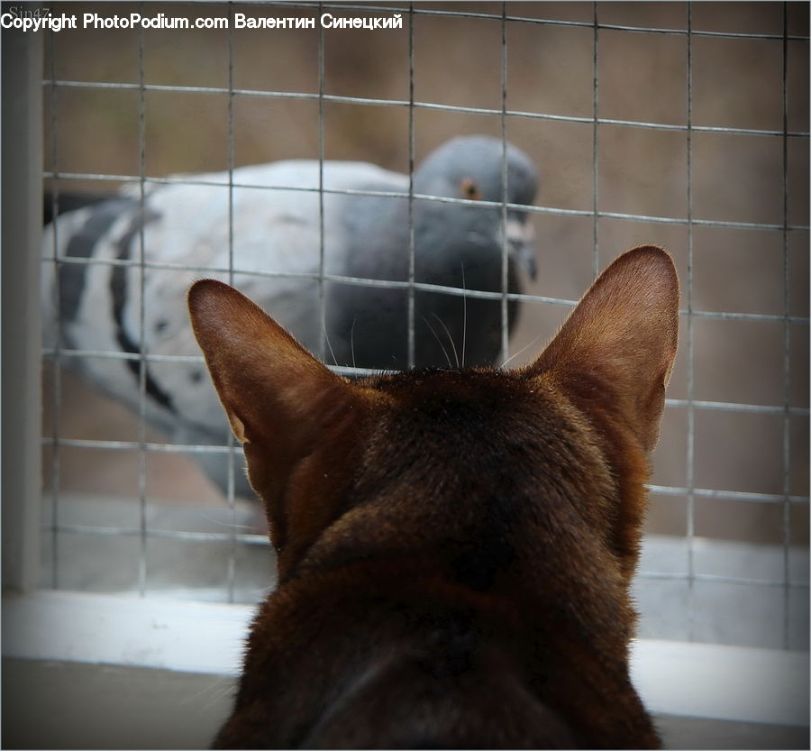 Abyssinian, Animal, Cat, Mammal, Pet
