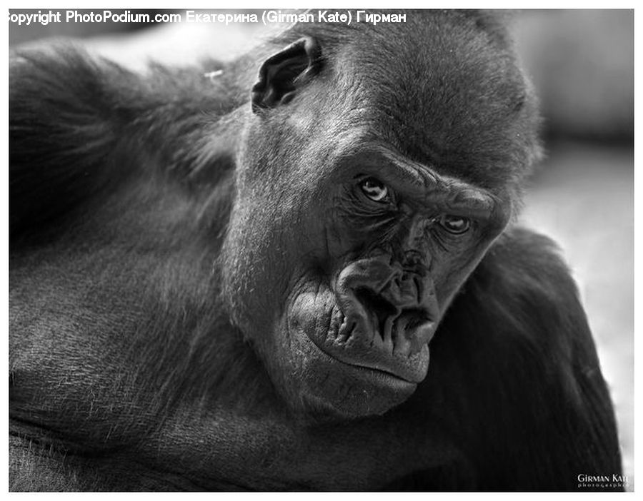 Animal, Ape, Mammal, Monkey