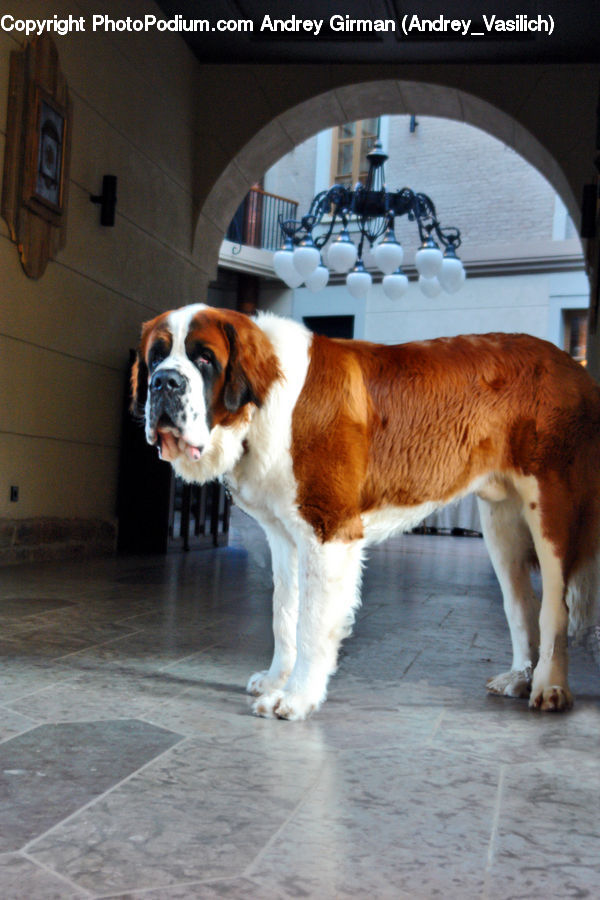 Animal, Canine, Dog, Mammal, Pet, Saint Bernard, Fence
