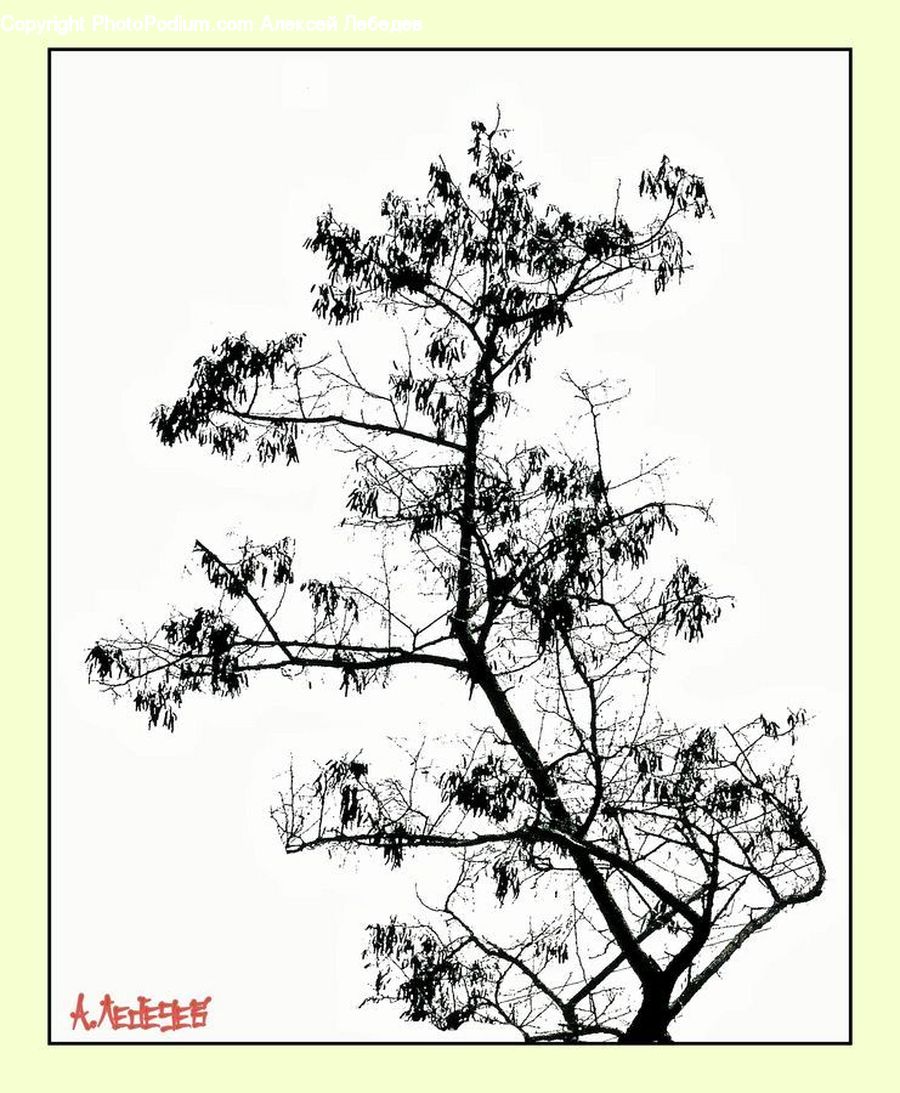 Plant, Tree, Conifer, Fir, Pine, Spruce, Flower Arrangement