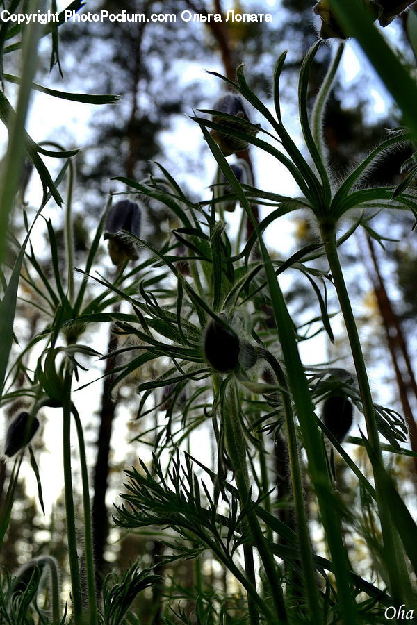 Arecaceae, Palm Tree, Plant, Tree, Blossom, Flora, Flower
