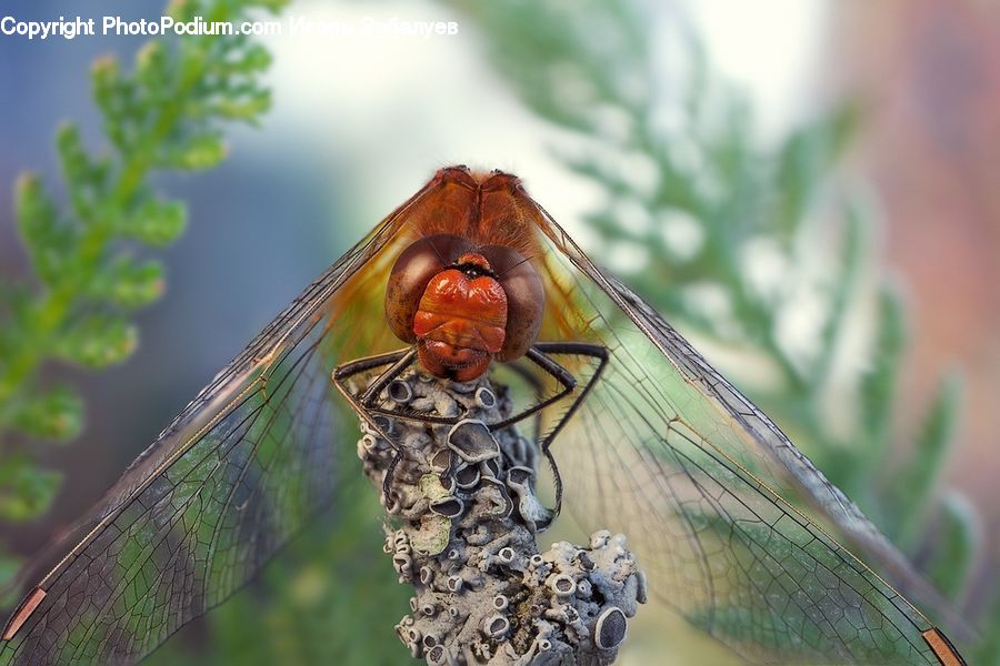 Anisoptera, Dragonfly, Insect, Invertebrate, Asilidae