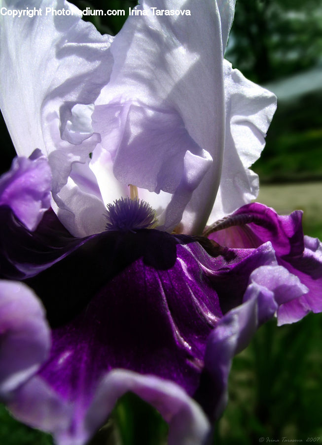 People, Person, Flora, Flower, Gladiolus, Plant, Human