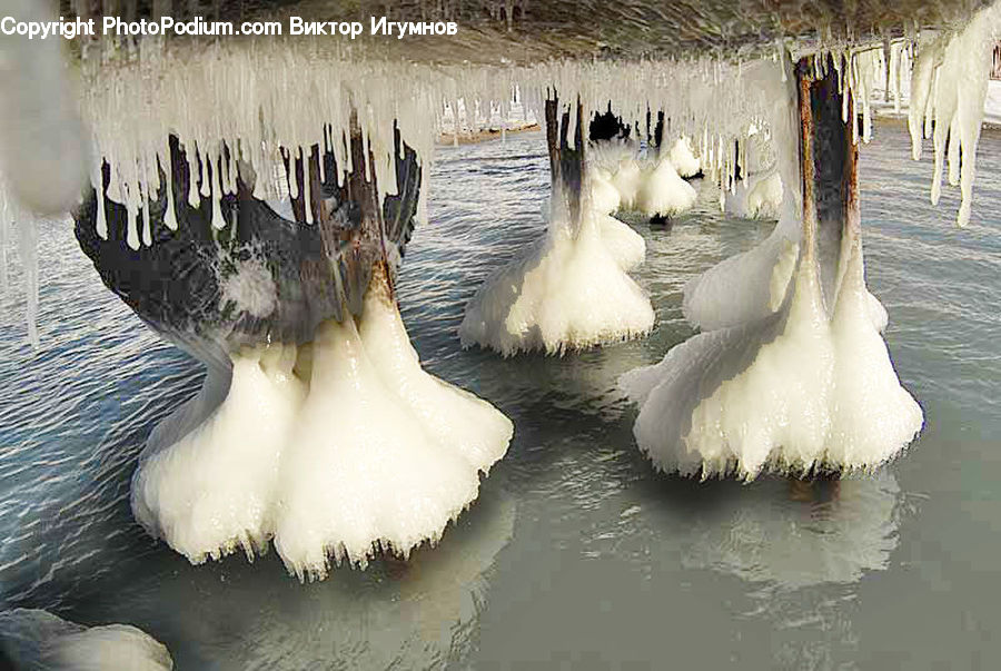 Ice, Outdoors, Snow, Bird, Goose, Waterfowl, Adorable