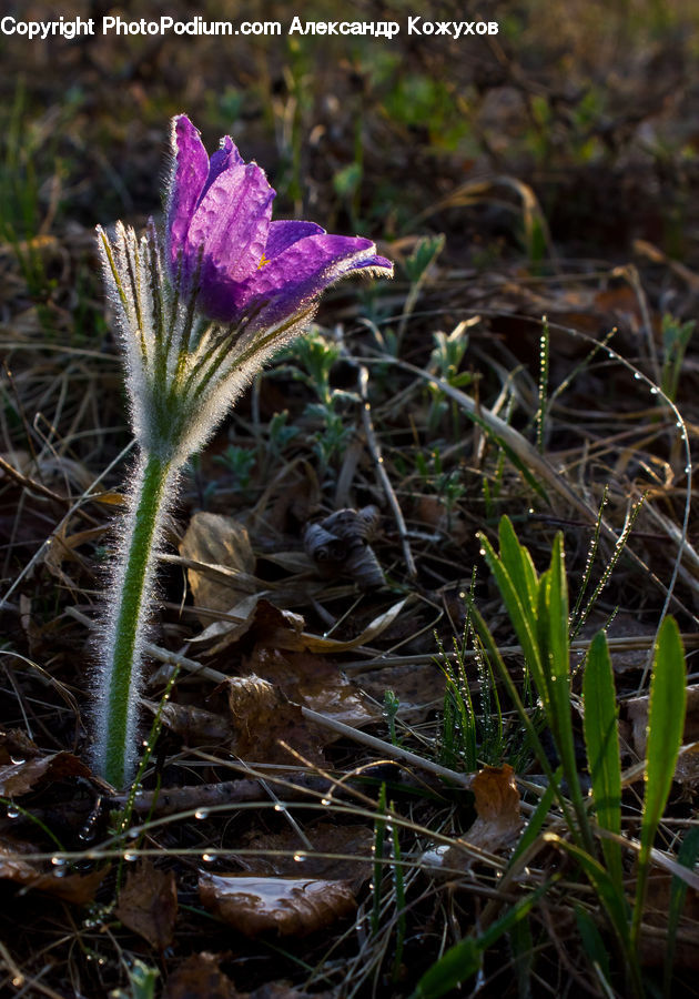 Plant, Potted Plant, Blossom, Crocus, Flora, Flower, Amaryllidaceae