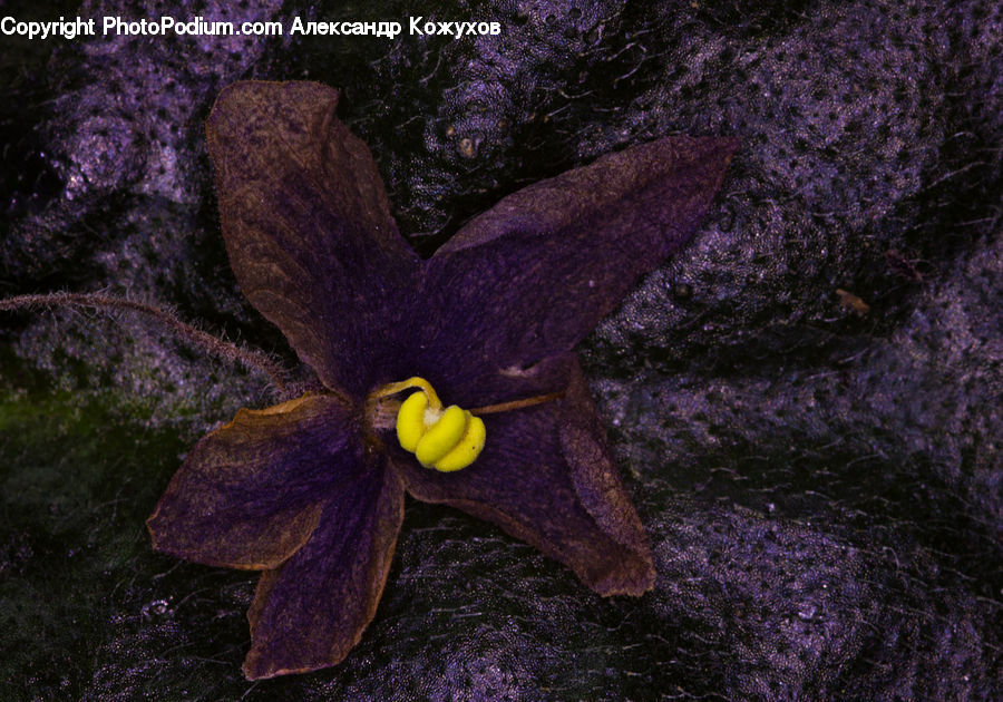 Plant, Potted Plant, Flora, Flower, Iris, Blossom, Crocus